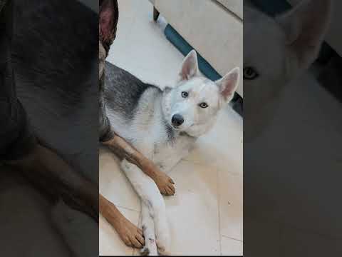 🐕 Meet Dima! 🐾