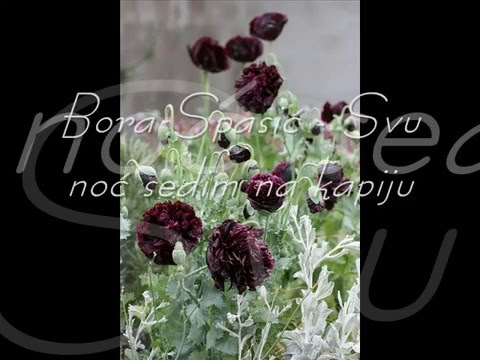 Bora Spasić - Svu noć sedim na kapiju