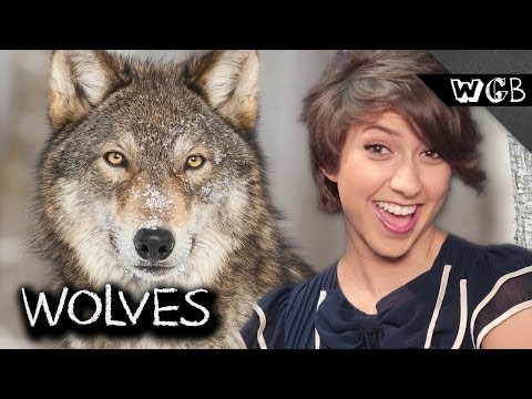 The Largest Canines in The Animal Kingdom