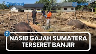 Download lagu Nasib Gajah Sumatera di Aceh, Mati Terseret Banjir dan Terjepit Kayu mp3