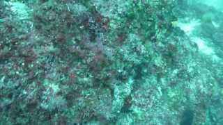 preview picture of video 'boran diving biograd croatia 2013'