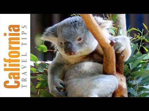 San Diego Zoo Travel Guide | San Diego Attractions | California Travel Tips