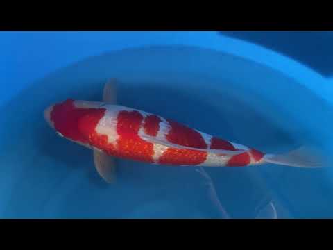 Ginrin Kohaku