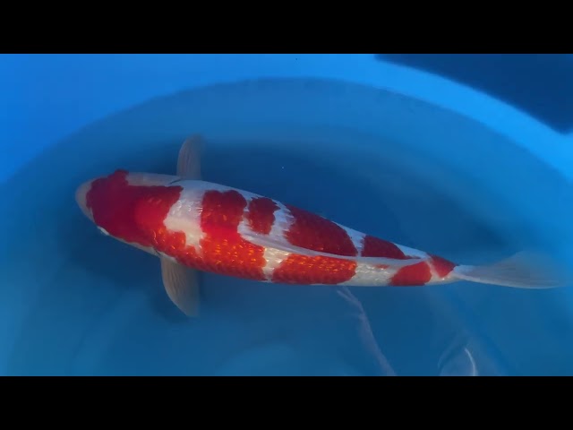 Ginrin Kohaku