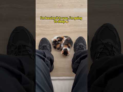 This cat mom is desperate for a nap...😴 #cat #funny