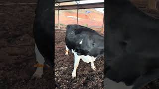 Vaca leiteira