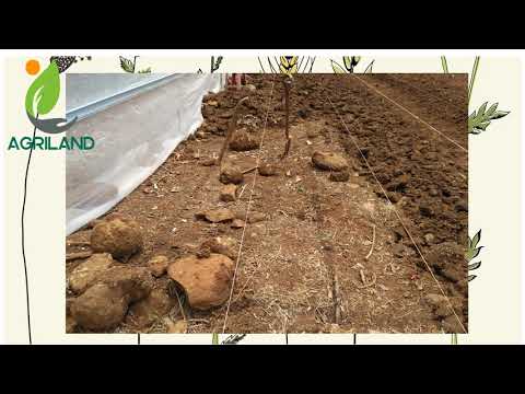 JUAL MURAH BANGET LAHAN KEBUN PRODUKTIF BUAH DI JASINGA BOGOR