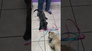 English Mastiff Puppies Videos