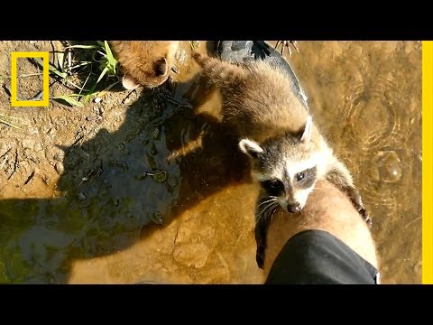 Friendly Baby Raccoons Climb All Over A Fisherman To Explore His Beard