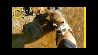 Adorable Raccoon Babies Make Human Friend | National Geographic