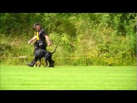 B BH ZTP SL3 IPO3 Supreme Guardians Black Eros. FCI IPO NM 2011.Gr B