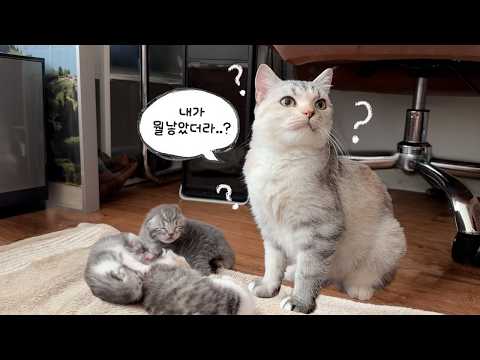 어제 낳아놓고 자꾸 새끼들 까먹는 초보맘ㅋㅋㅋ