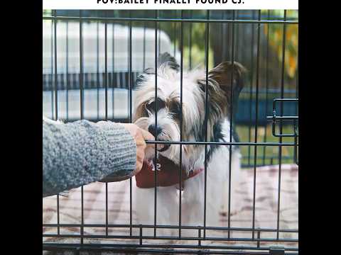 Bailey finally found CJ! #movie #film #edit #shorts