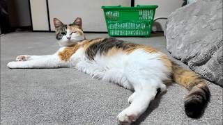 2026.5.11 寝っ転がる猫　フミ姫様😽