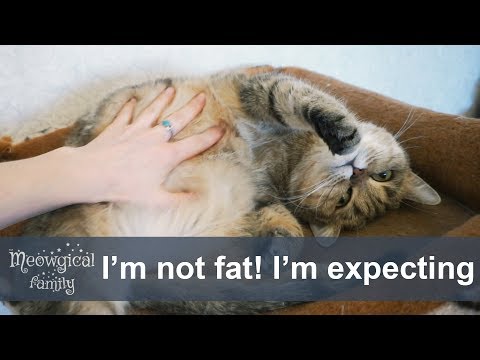 How to tell if your cat is pregnant?