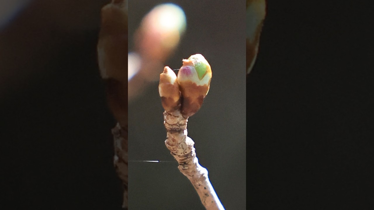 3月中旬、つぼみが膨らんできたマグカップ桜ミニ盆栽  #bonsai #盆栽 #春 #spring