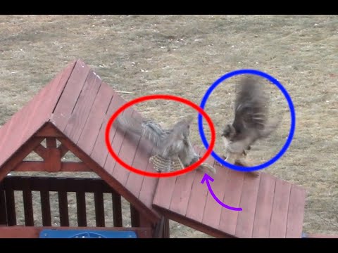 Red-tailed Hawk vs Great-Horned Owl on a Playset