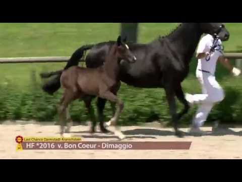 KN 05 HF v. Bon Coeur - Dimaggio