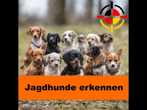 Jagdhunde erkennen - Jagdhunderassen bestimmen