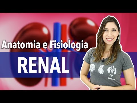 Sistema Excretor/Urinário: Aula 2/2. Anatomia e Fisiologia Renal