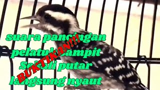 Download lagu Masteran burung pelatuk// pancingan pelatuk sampit //pecinta BOWO BAYONET mp3