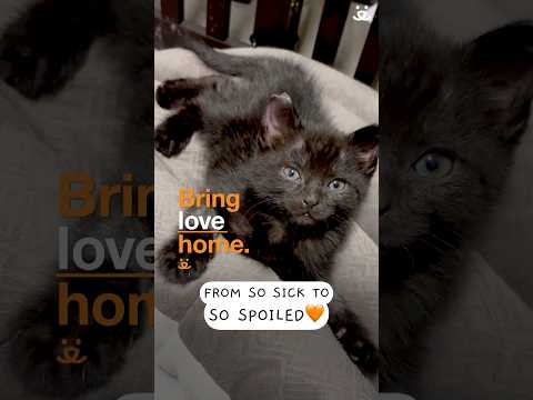 Youtube Video Embed