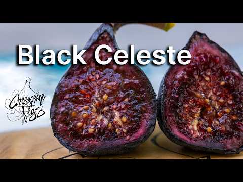 Black Celeste, possibly the most beautiful fig variety