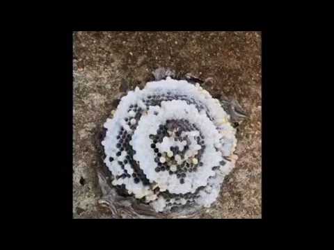 Bald-Faced Hornets Threaten Condo Community in Allentown, NJ