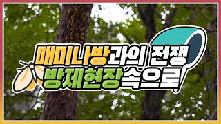 [#매미나방 과의 전쟁] 여름철 돌발해충, 매미나방 방제현장속으로!