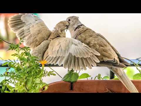 Opwekking 592 God van licht