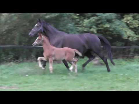 *2017 Stutfohlen von Spörcken - De Niro  SOLD!!!