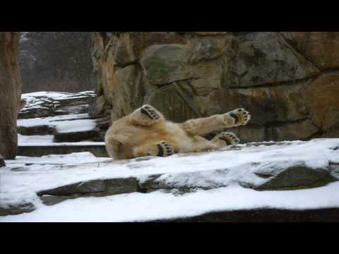 Happy Birthday Knut :)