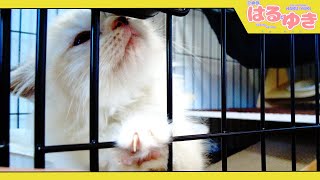 新入り子猫が気になってしょうがない先住子猫の片思い【召喚獣はるとゆき】