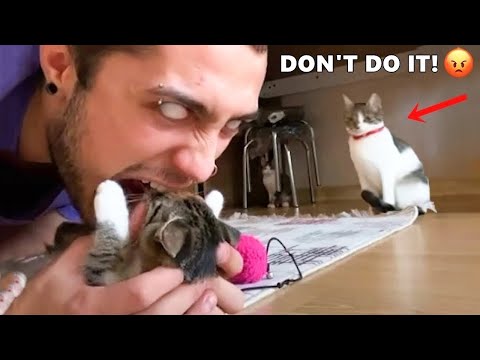 💥😱முரட்டு விலங்குகளின் சம்பவங்கள்🤪🤯#funny video#funnyest videos#animal funny #cat funny video