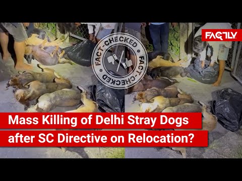 VERIFICACIÓN DE HECHOS: ¿Muestra un video viral la matanza masiva de perros callejeros en Delhi d...
