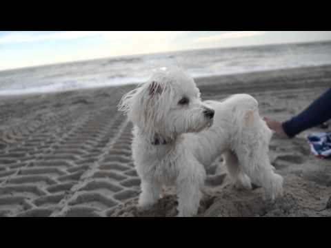 Lori the MaltiPoo- Margate Beach Day 10/28/14