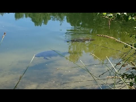 Schleien im Fortpflanzungsrausch