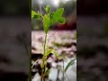 ആകാശമായവളെ ️ Aakasamayavale WhatsApp Status Vellam Malayalam Movie