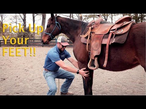How to Pick Up Your Horse's Hoof's, Even if They Don't Want To!