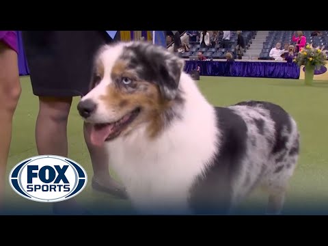 Ribbon the Australian Shepherd wins the WKC Herding Group | Westminster Kennel Club
