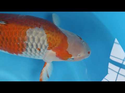 JKS Online Auction: 22nd JKS-AC 22-36 - 3Y Ochiba shigure 63 cm Female