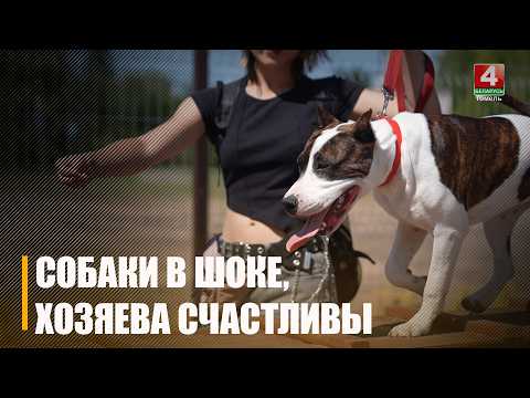 В Гомеле появилась площадка для выгула и дрессировки домашних питомцев