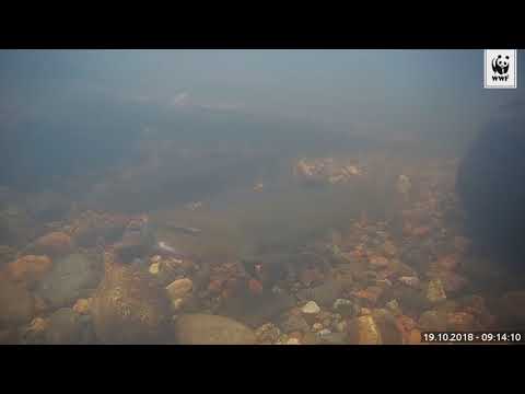 Taimen puolustaa reviiriään