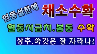 [텃밭농부. 1,314]  엄동설한에 채소수확. 시금치 봄동 캐고, 상추 쑥갓은?