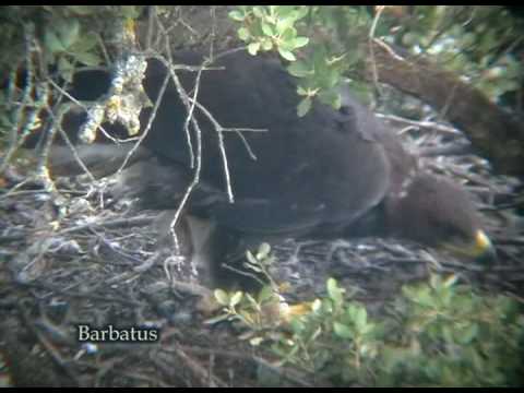 Aguila real ( Aquila chrisaetos ) Golden eagle