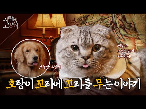 고양이와 강아지가 들려주는 호랑이 이야기🐯ㅣ사랑방 고양이 4부 (SUB)