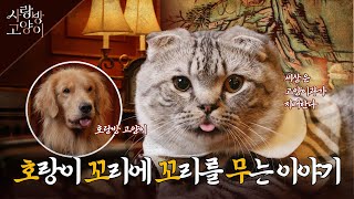 고양이와 강아지가 들려주는 호랑이 이야기🐯ㅣ사랑방 고양이 4부 (SUB)