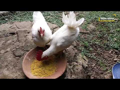 Binatang semua kumpul!!