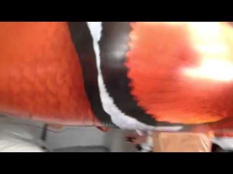 Clown fish air swimmers