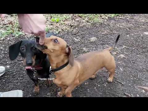 MUDDY Woodland Walkies, New Things to Sniff and Explore!! | Poppy & Mason - Mini Dachshunds #dog